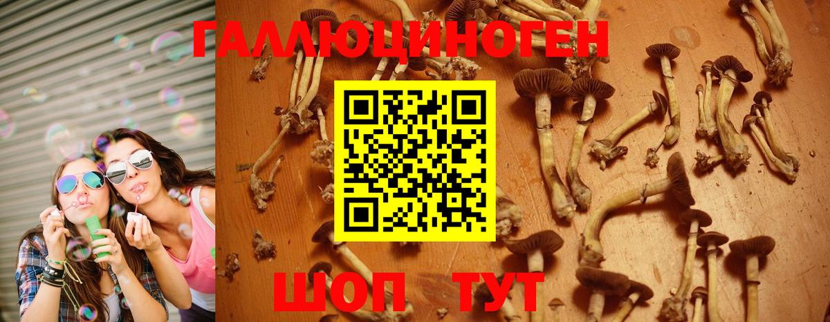 Псилоцибиновые грибы мухоморы Горно-Алтайск
